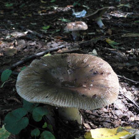 Russula sororia